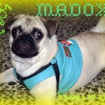 Madox